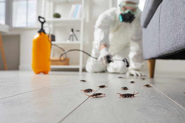 Post-Treatment Bed Bug Interceptor Monitoring in Miami Shores